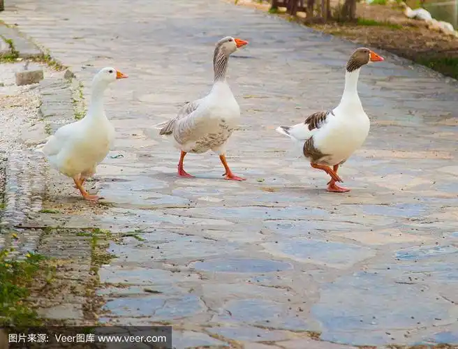 三个鸭子走路