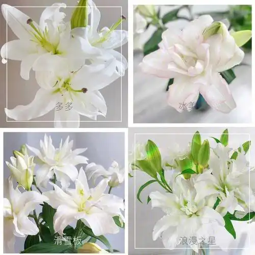 重瓣百合品种整理