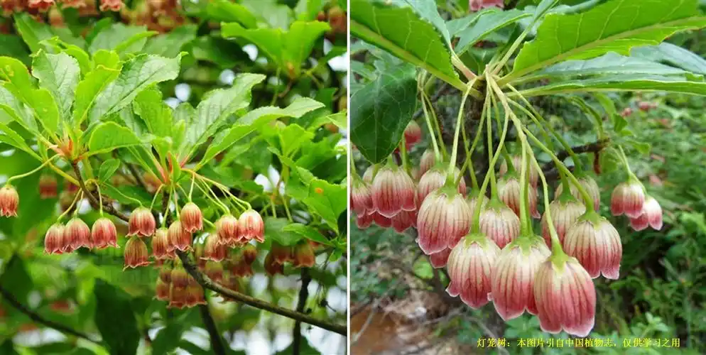 科学网—植物中的"灯笼"花! - 栗茂腾的博文