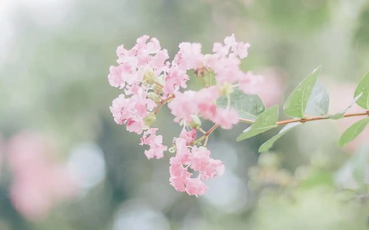 心若向阳,何须忧伤(深度好句)