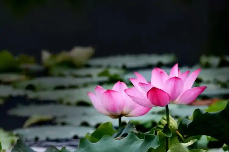 莲韵幽幽春去夏来,百花退尽,只有娇艳似火的荷花,在风雨后,彩虹里