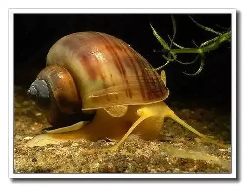 【水族百科】神秘螺养殖