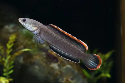 火背雷龙美图一组