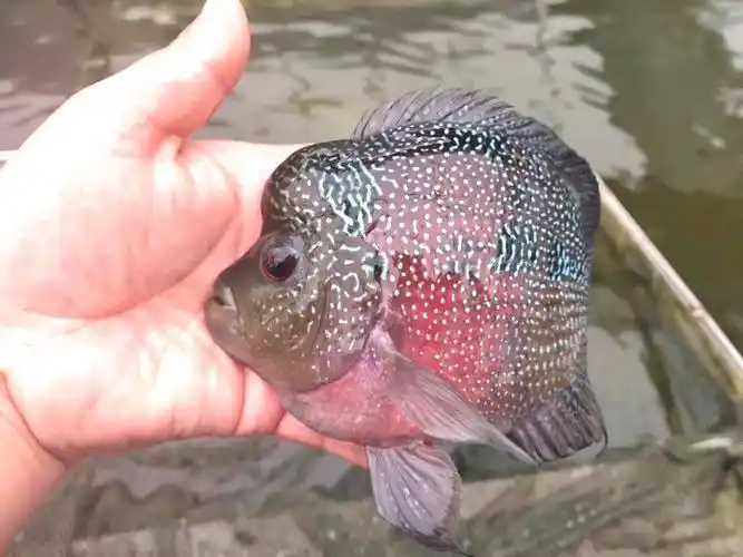 麒麟鹦鹉鱼活体元宝鹦鹉罗汉好养易活宠物淡水鱼鱼