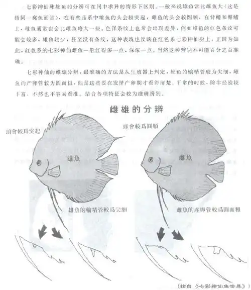 辨公母 - 悠悠神仙 - cta南美水族 - powered by discuz!