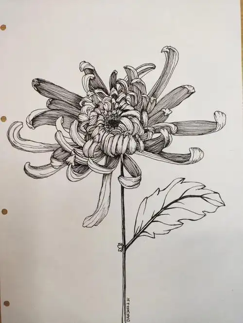 线描菊花步骤