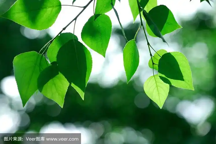 叶子,绿色,浅的,清新,背景