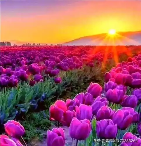 美丽风景和花收集2020年3月11日