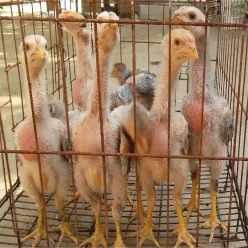 土斗鸡苗 大量供应出壳斗鸡苗 禽斗壹号斗鸡苗 大量批发