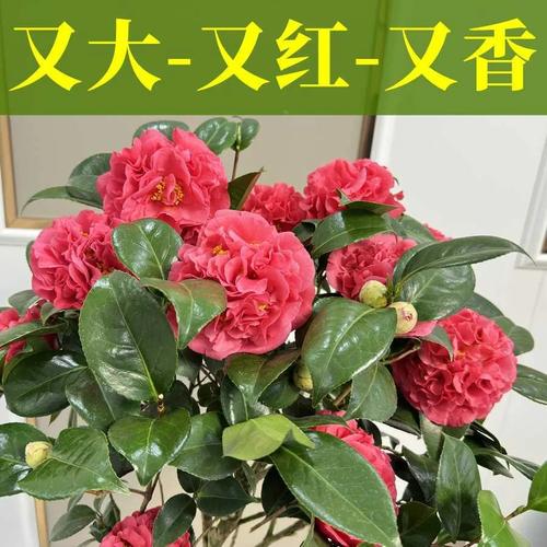克瑞墨大牡丹香水茶花巨大花浓香型大型红色品种山茶年宵花卉新品