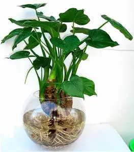 土培植物观音图片