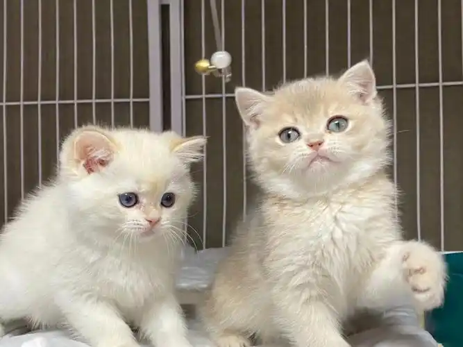 11色蓝金渐层小妹妹78