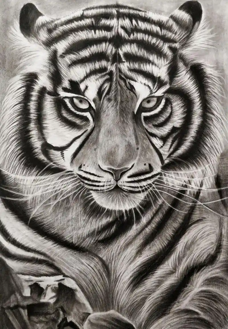 老虎精微素描步骤图来啦~ 铅笔起形,碳笔上色,要记得每一条斑纹用擦笔