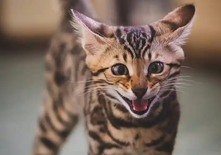 孟加拉猫的有什么特点颜值高气质好