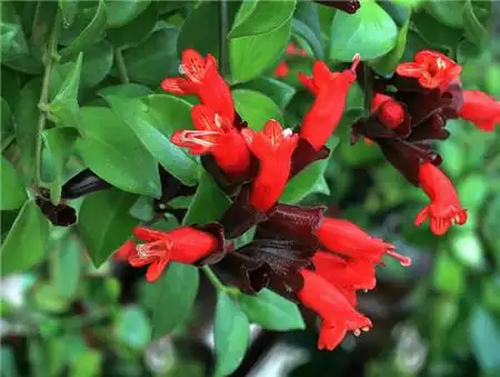 口红花不开花或者落蕾怎么办