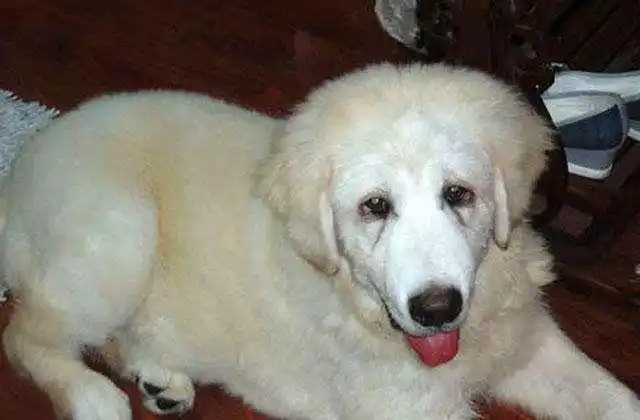 朋友从未见过白色的藏獒,先前说我400块买它傻,现在居然要花9000块