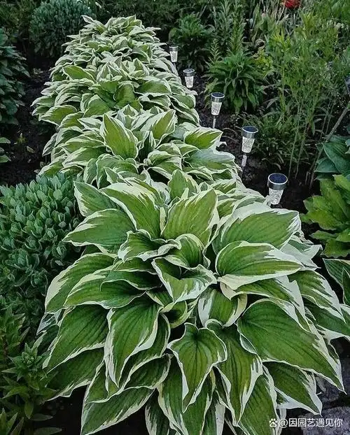 附案例|玉簪属植物,叶片比花朵漂亮,让花园阴暗角落显得更明亮