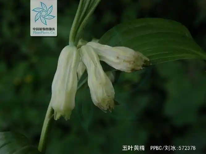 p>五叶黄精(学名: i>polygonatum acuminatifolium /i>):是 a href="