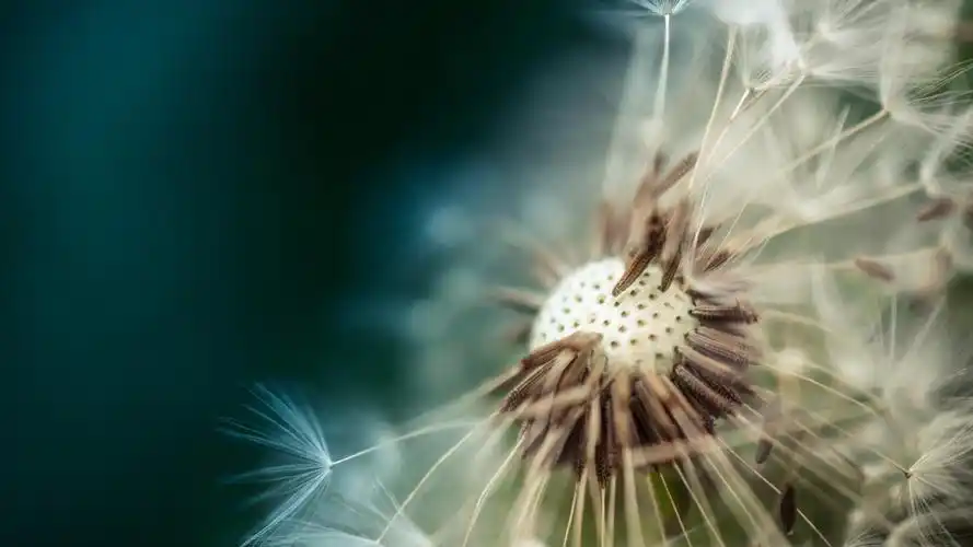 唯美的微距摄影艺术图片高清宽屏壁纸