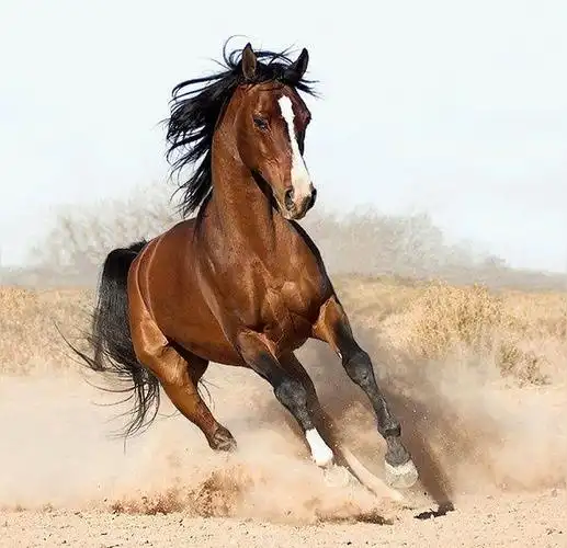 汗血宝马(世界上最古老的马种之一)_尚可名片
