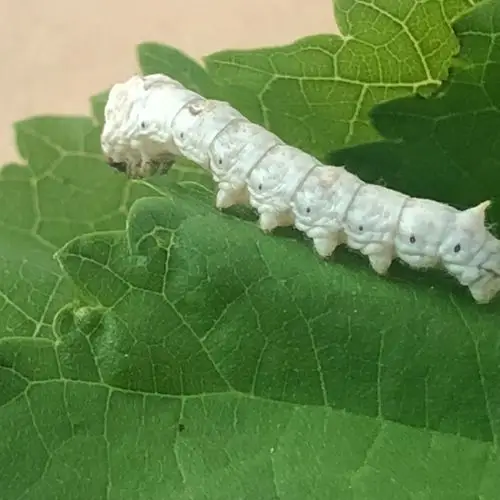 不动的可能马上就要蜕皮了,它的样子好像在站岗保护着另外一只蚕宝宝