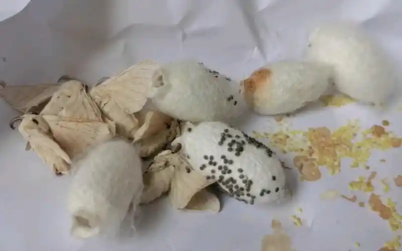 蚕蛾产卵结束,已完成使命,交配过的蚕蛾产的卵是棕色的,没有交配过的