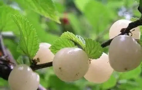 白玉樱桃的功效与作用