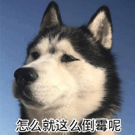 怎么倒霉哈士奇二哈搞怪逗gif动图_动态图_表情包下载_soogif