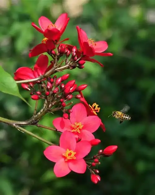 快跟随老年朋友的镜头,品味最美的春天!