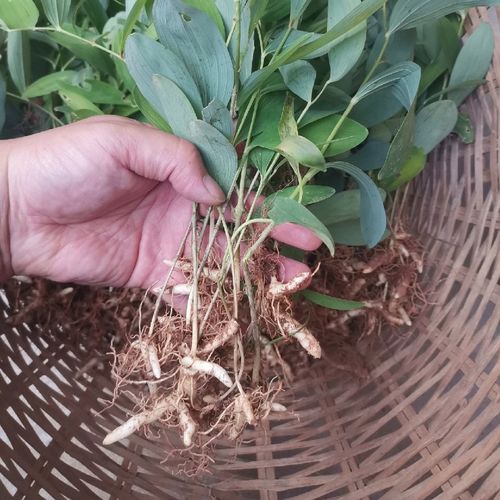 安徽大别山玉竹苗玉竹根茎玉竹种子