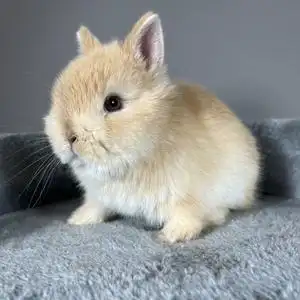宠物兔进口纯种双血美国侏儒兔活体小型长不大暹罗碎斑纯白奶黄包