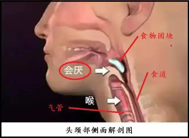 这个会厌在舌头后面,在气管顶上,形状像一片树叶,当我们说话或者呼吸