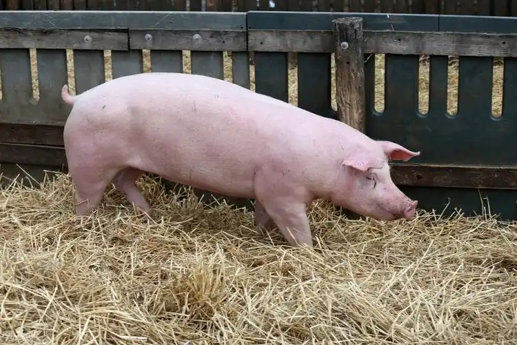 猪尾巴有什么作用猪尾巴有什么功效和作用