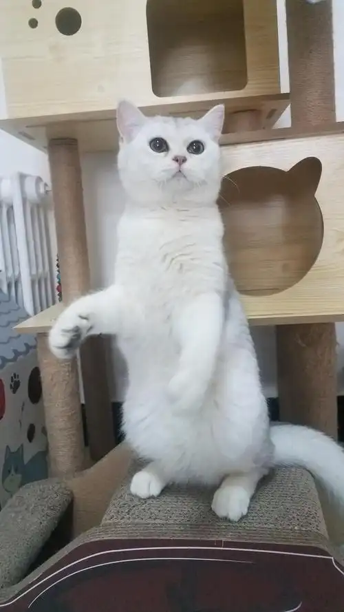 银渐层成年公猫对外借配 北京顺义