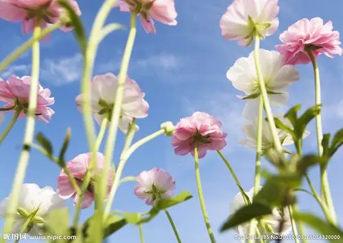 唯美太阳花图片