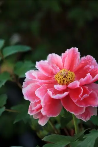 牡丹花开～吉祥安康