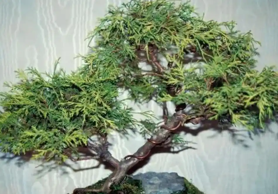 水杨梅盆景怎么养