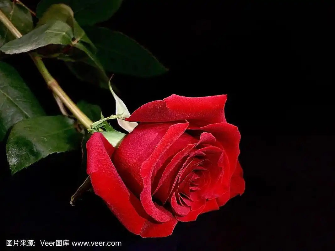 黑色背景上美丽的红玫瑰.一朵花蕾鲜艳的躺着的玫瑰.概念:爱,孤独.