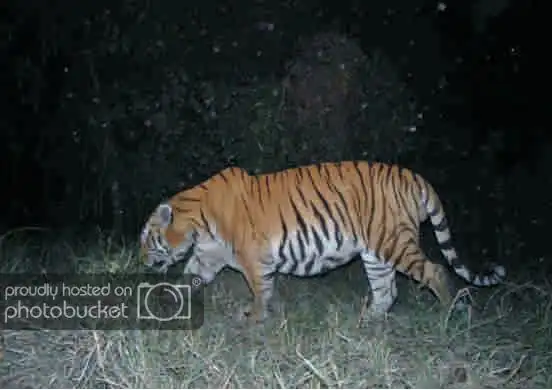 卡齐兰加的老虎图集领略下全世界最大的野生大猫种群上