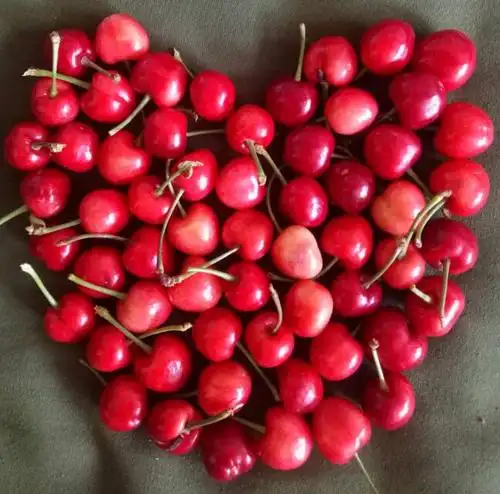 梅枣果实大,多汁脆甜.