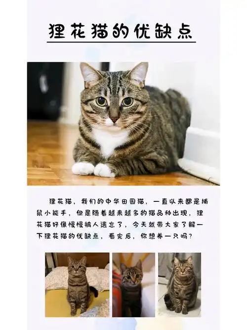 狸花猫的优缺点 大家可以补充
