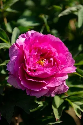 带水珠的玫红色牡丹花