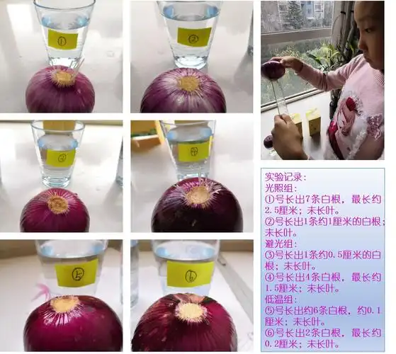 泉景中学小学部五(3)姜雨辰——水培洋葱实验