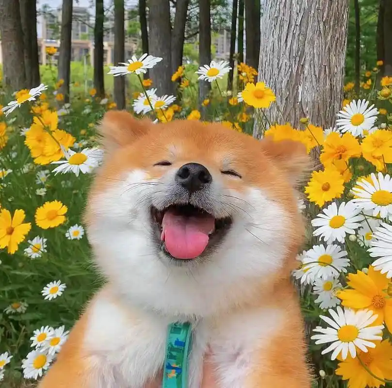 柴柴笑起来很治愈,谁能拒绝一只会眨眼的小柴啊.