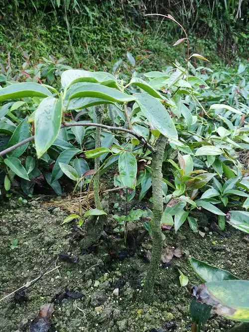 布福娜长寿果苗栽培简便 多年生常绿藤本黑老虎 爬藤果苗盆栽