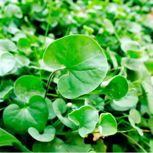 现采新鲜中药材野生马蹄金鱼脐草小金钱小叶朗朗碗落地金钱250g