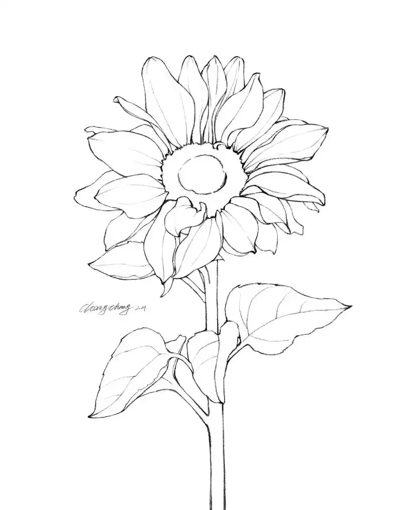 花卉线稿29向日葵