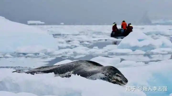 北极熊放到南极能生存吗
