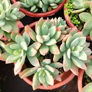 多肉植物稀有品种群生多头芒果美人云南肉肉绿植花卉盆栽