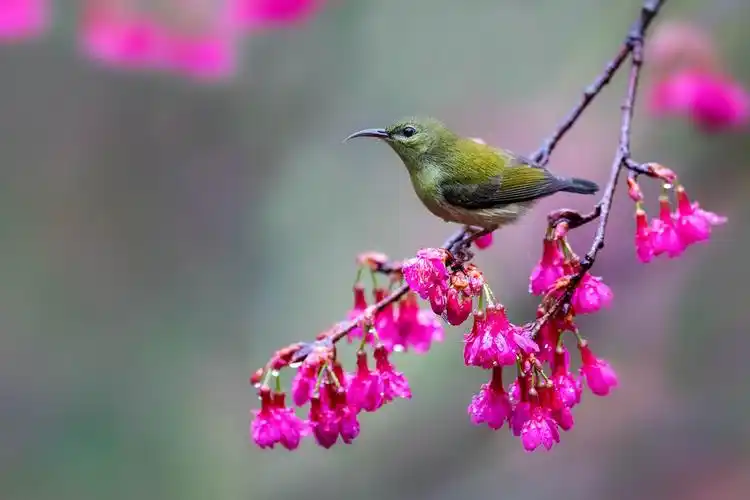 最美花鸟图——樱花与叉尾太阳鸟